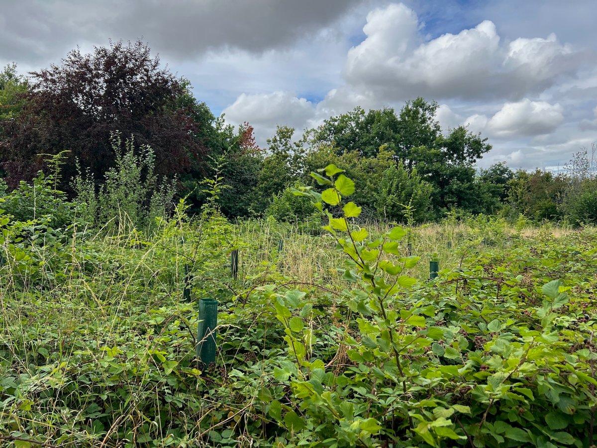 Wadswick Green