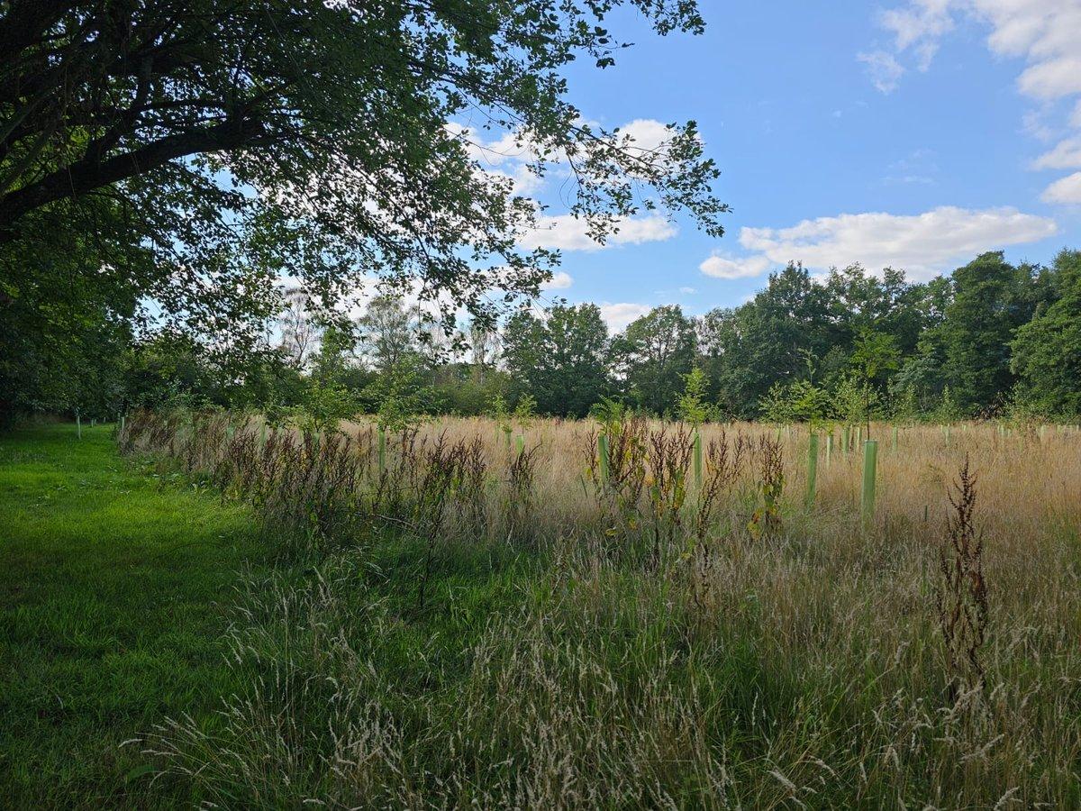 Woodlea