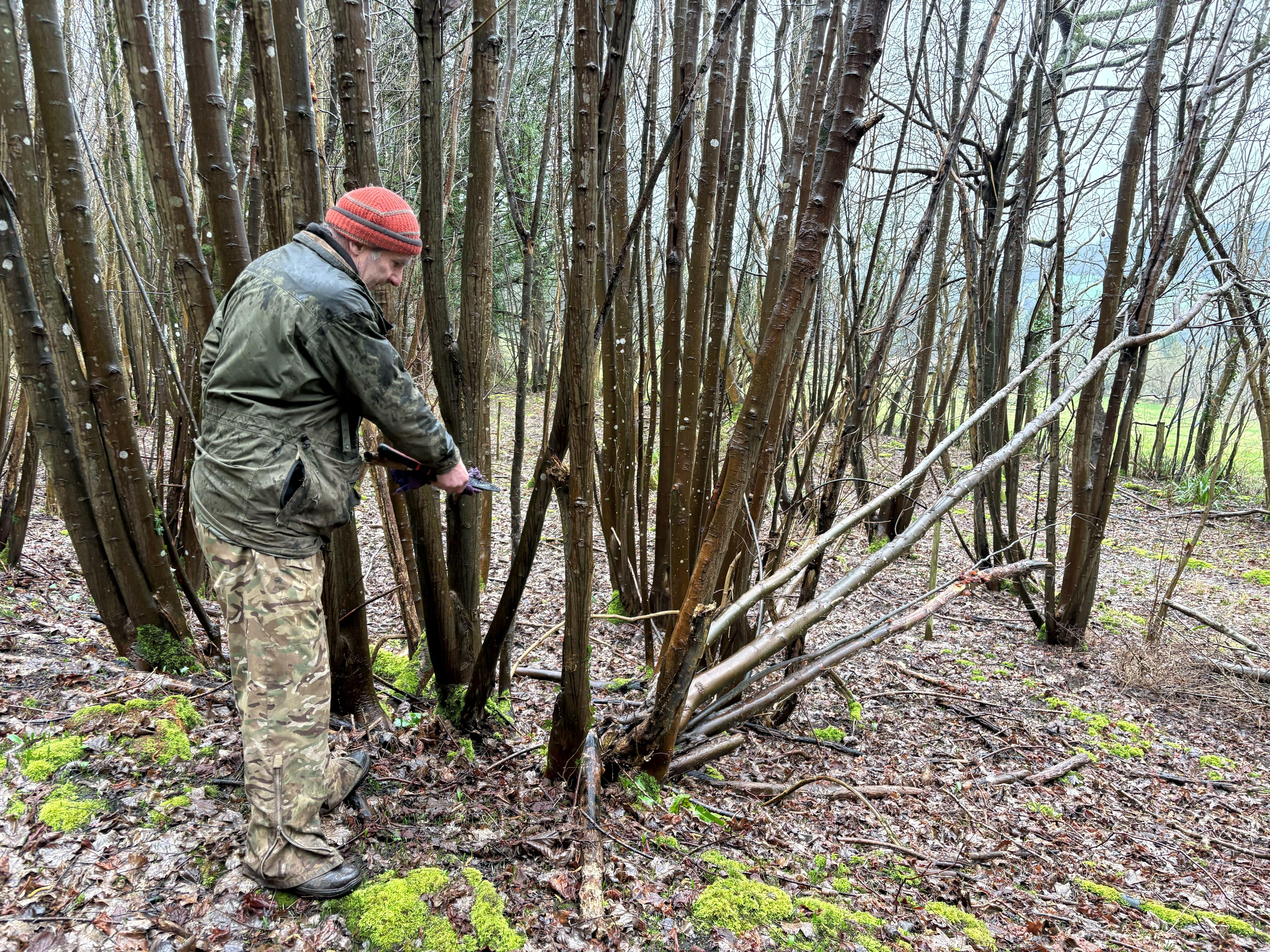 Coppicing Method Introduction to Coppicing: Benefits for Biodiversity and Woodland ...