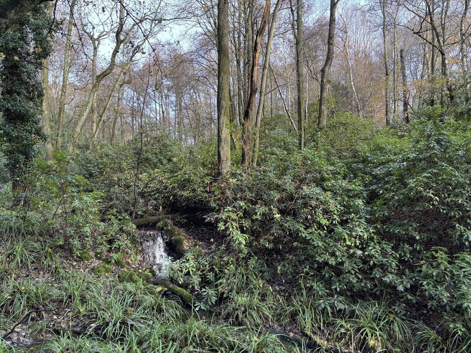 A woodland in Newbury completely overrun with cherry laurel and some rhododendron, another invasive that should not be sold in garden centers.