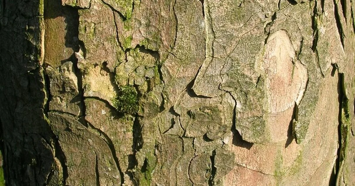 Micro Photo Tree Bark Research Breakthrough: Methane-Absorbing Microbes in Tree Bark ...