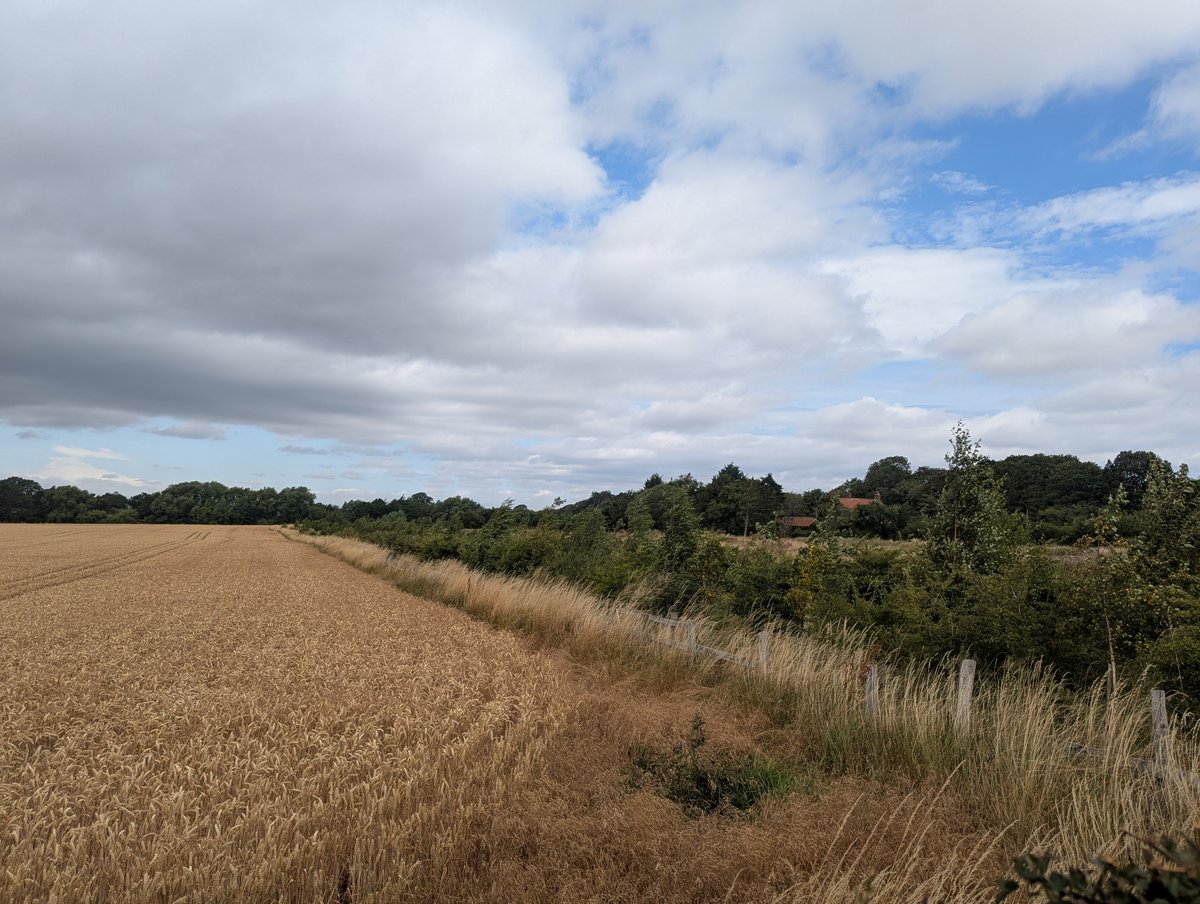 The Howard Court shelterbelt