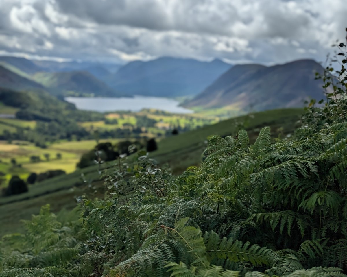 Bracken covering the slopes of Low Fell