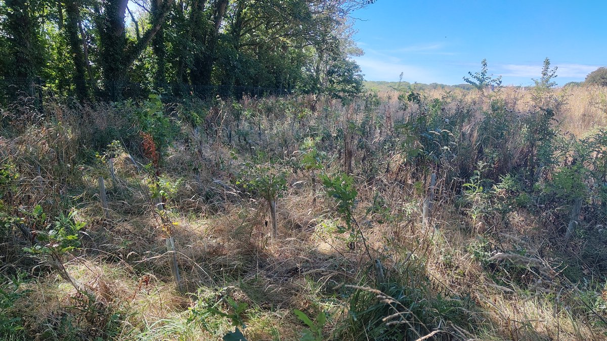 Young native trees and shrubs growing up through dry grass at St Donat’s Castle.