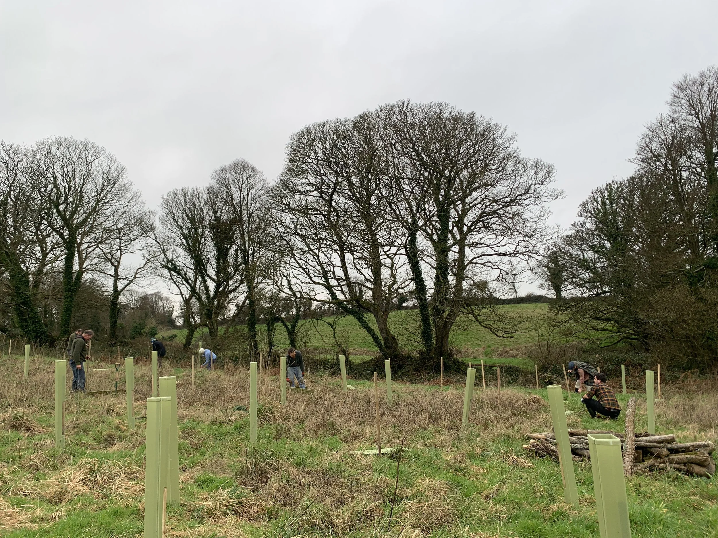 People planting trees in an open field.