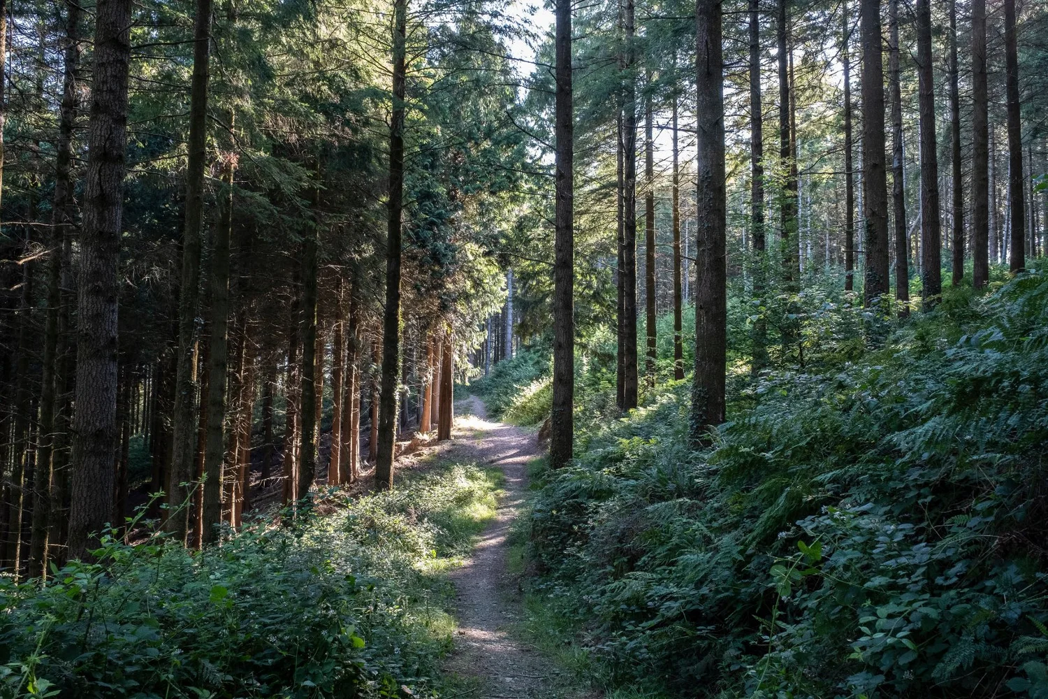 Forest path through pine trees