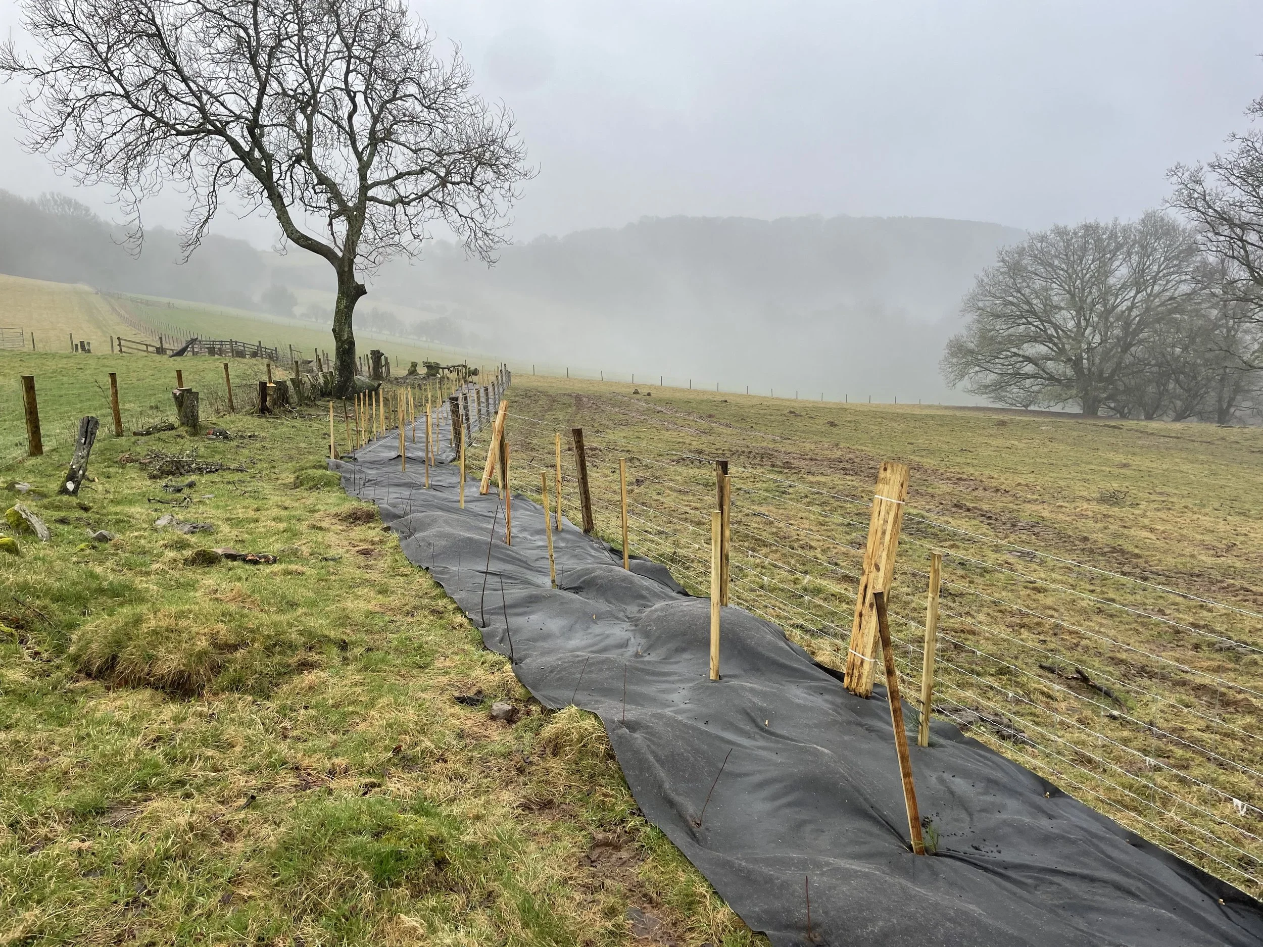 Muddy field with newly installed fencing.