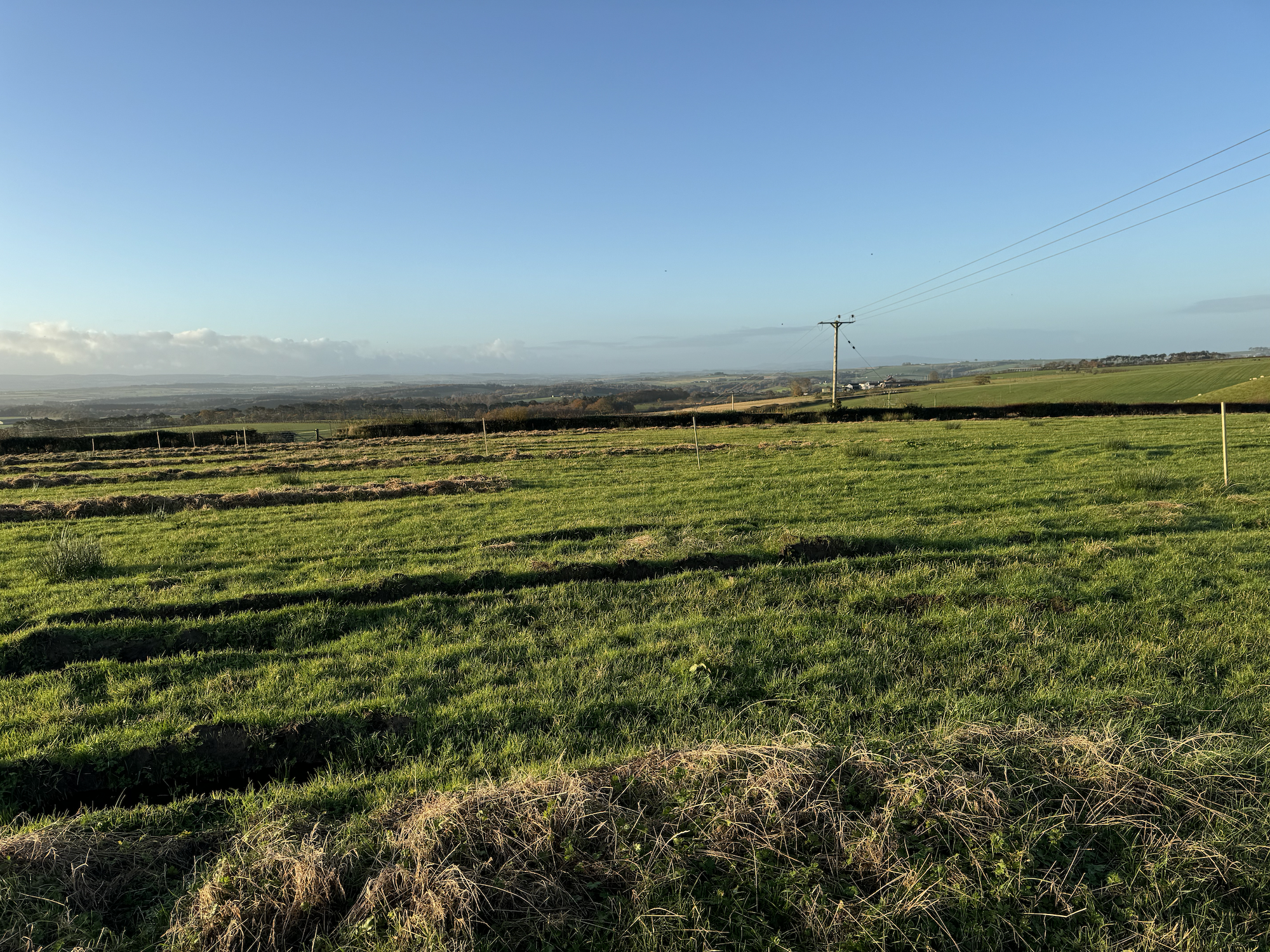 Open grassy field with scattered patches.