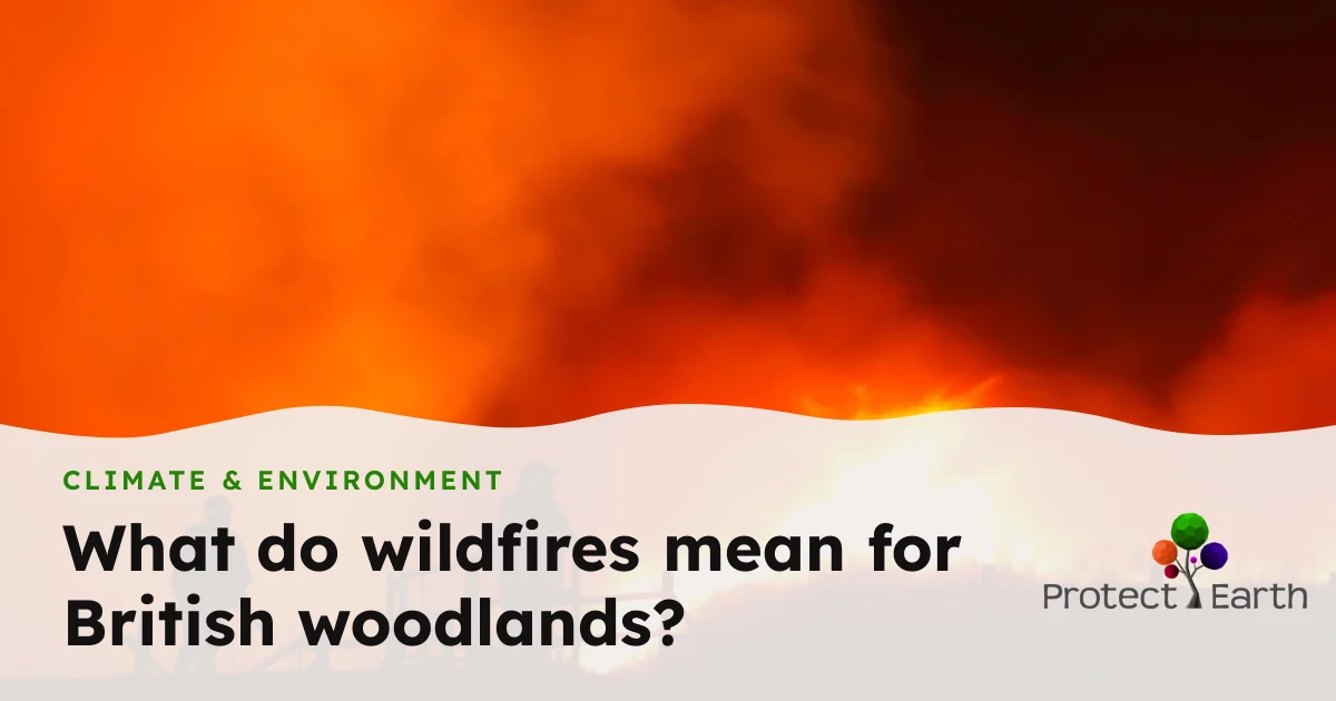 What do wildfires mean for British woodlands? | Protect Earth