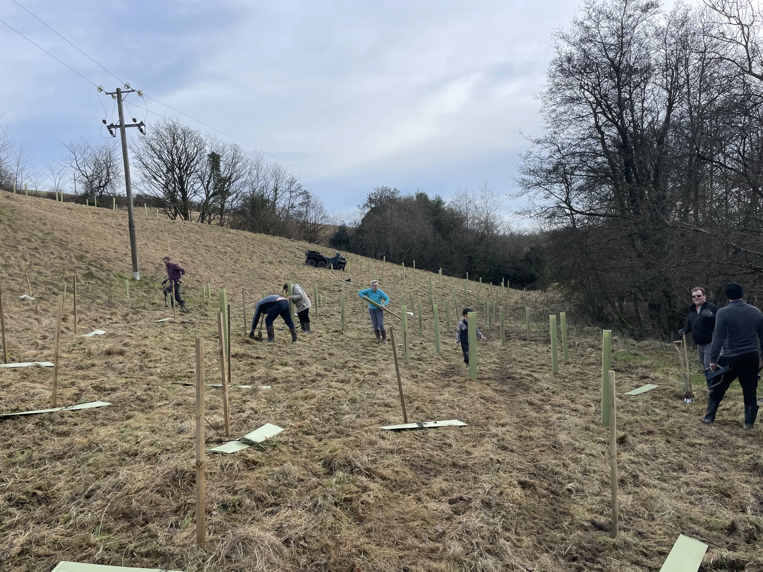 People planting small trees on a hillside with protective covers