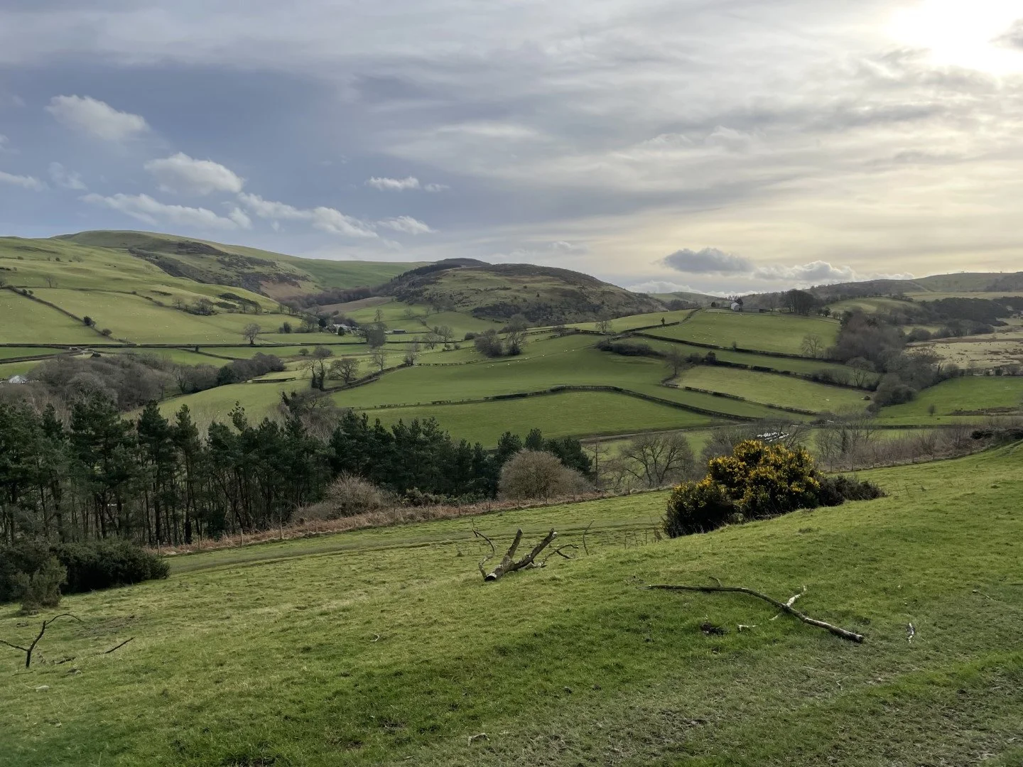 Rolling green hills with scattered trees and stone walls in a rural landscape