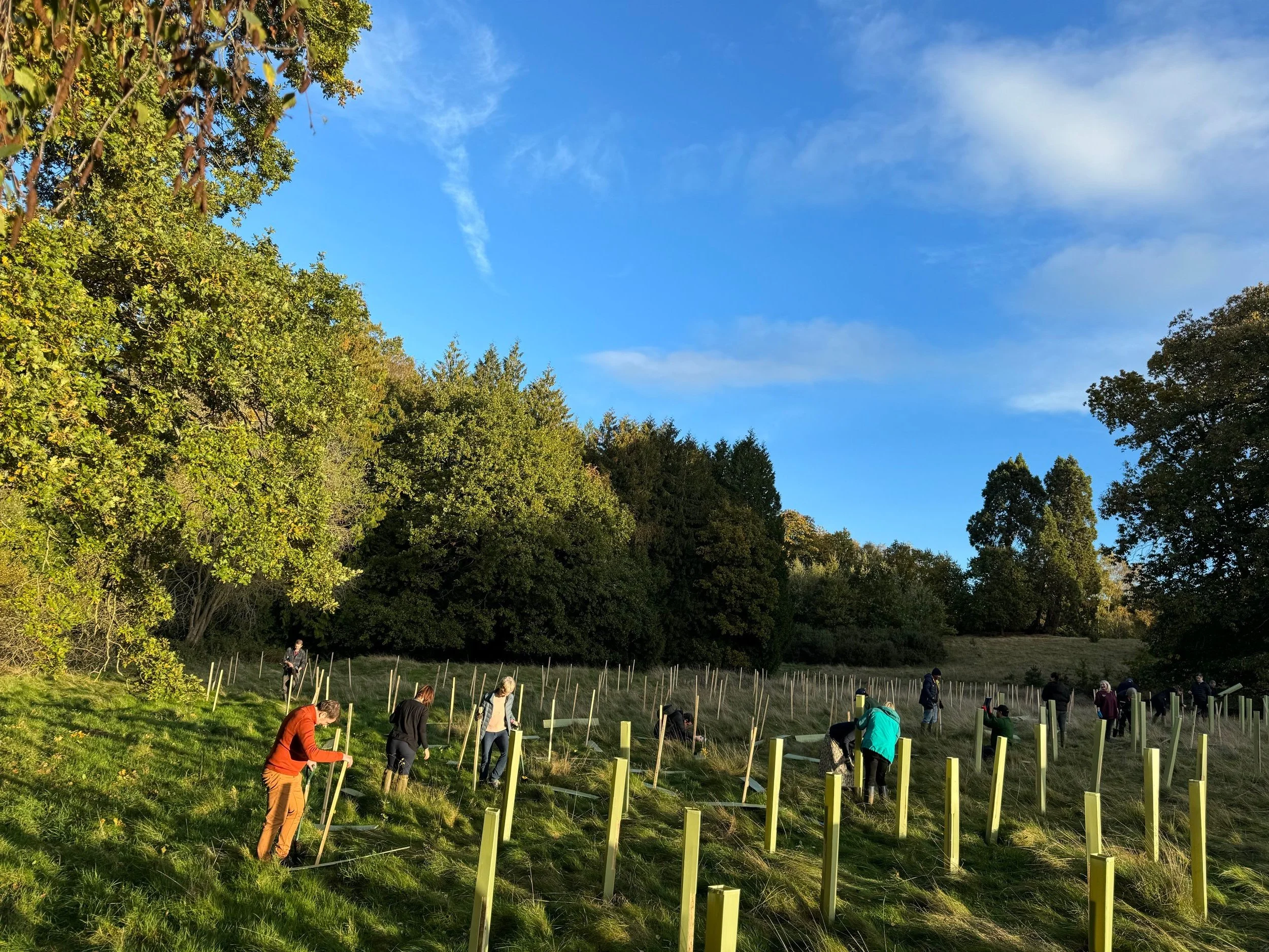 A group of people planting trees in a grassy field surrounded by trees.